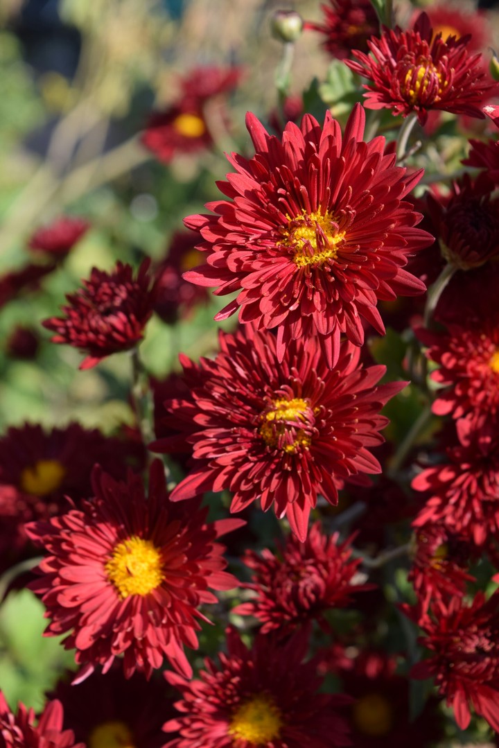 red flowers