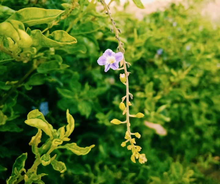 nature club