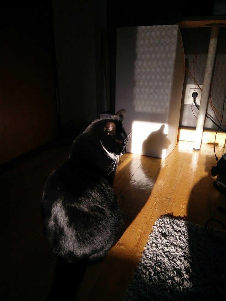 Cat is thinking.
