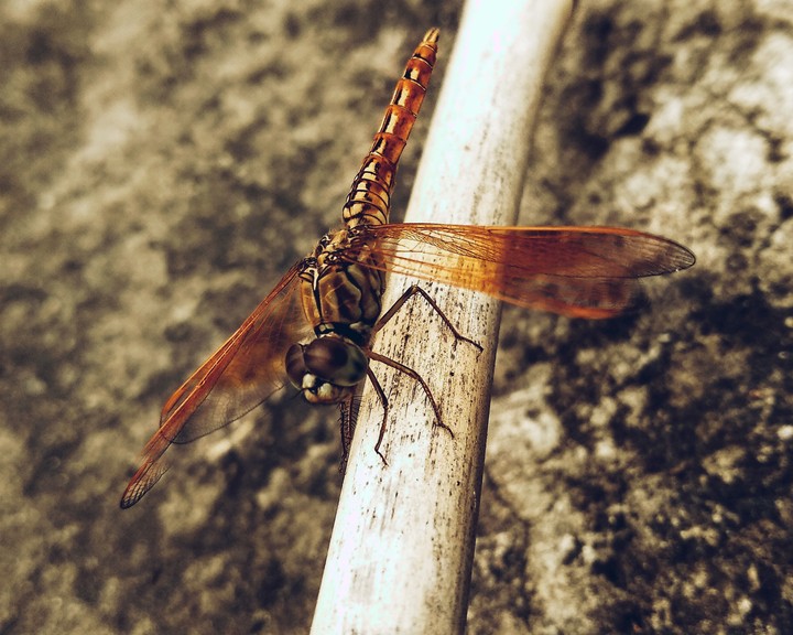 #Dragonfly