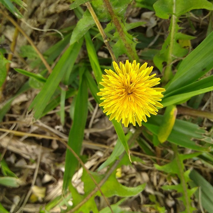 Na grama, tinha um matinho e era uma flor.