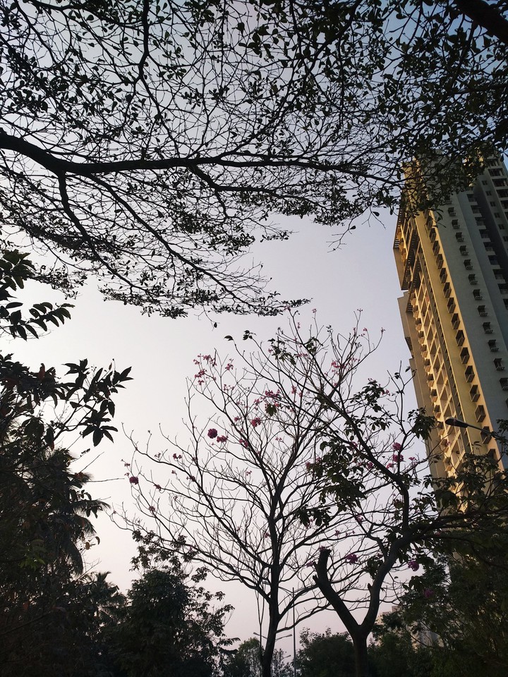 urban trees