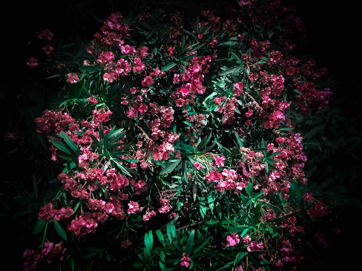 Beautiful flowers.
