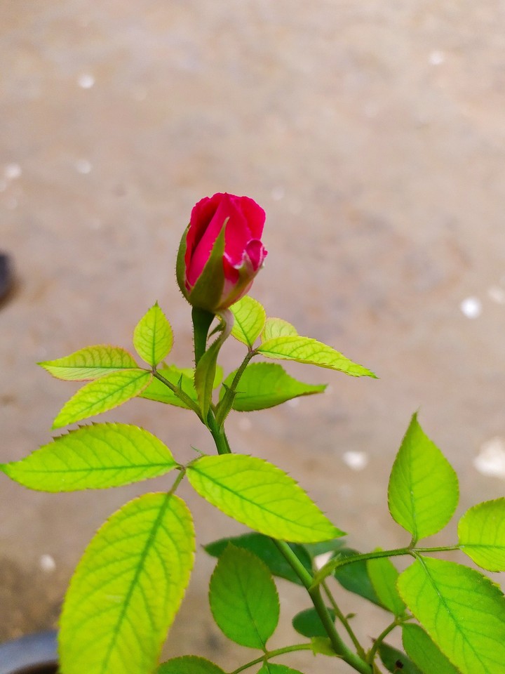 Rose