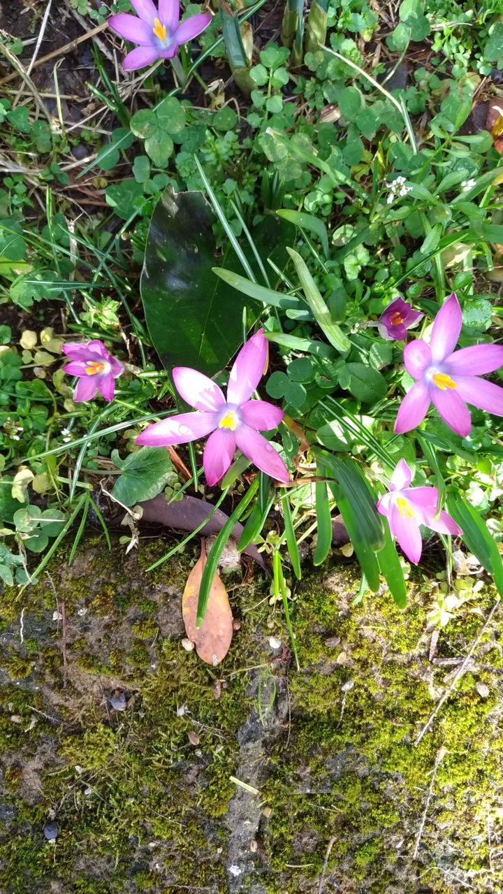 Crocus