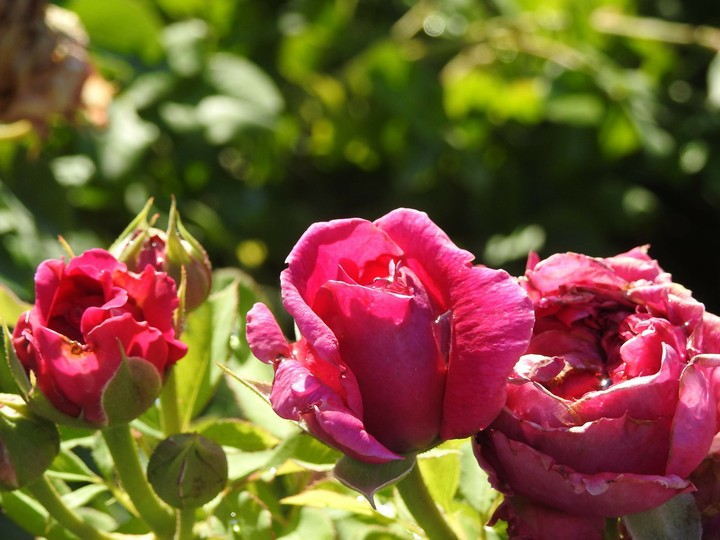 Pink Roses