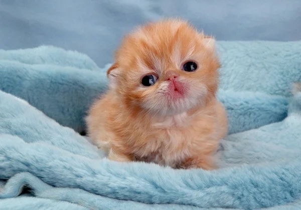 kitty