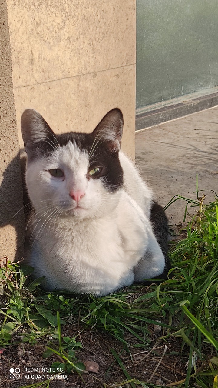cat☺️
