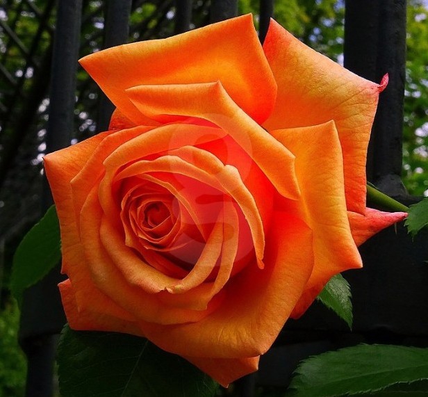 rose