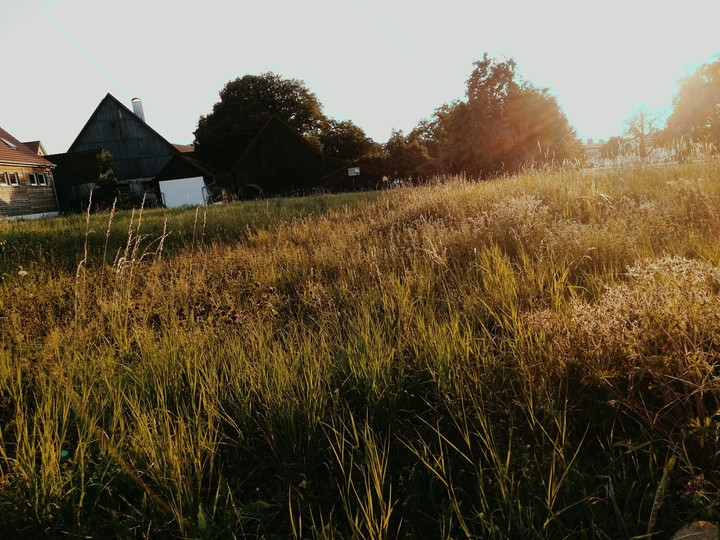 abend Wiese