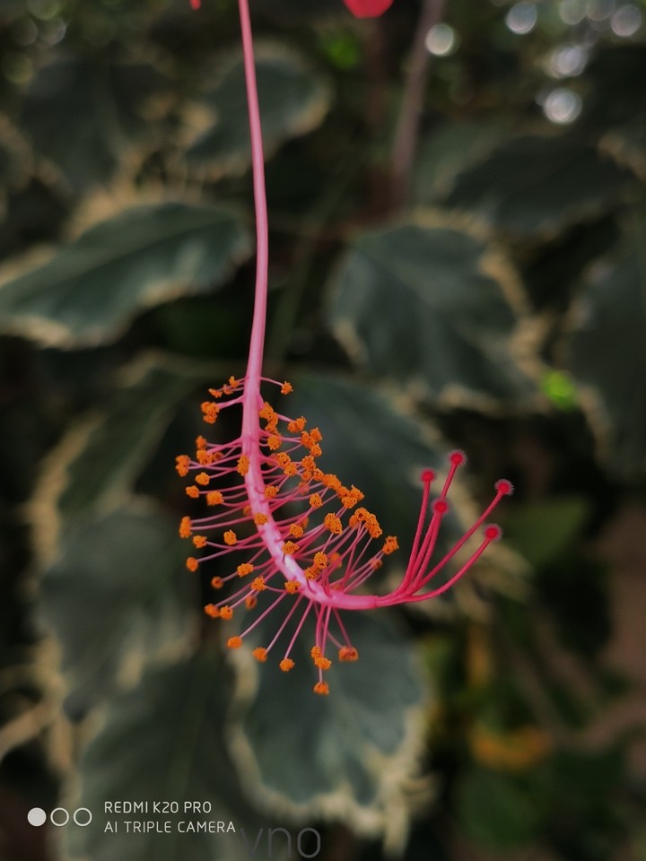hibiscus