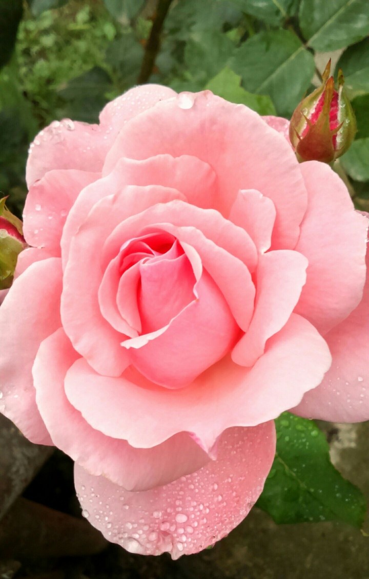 peyman