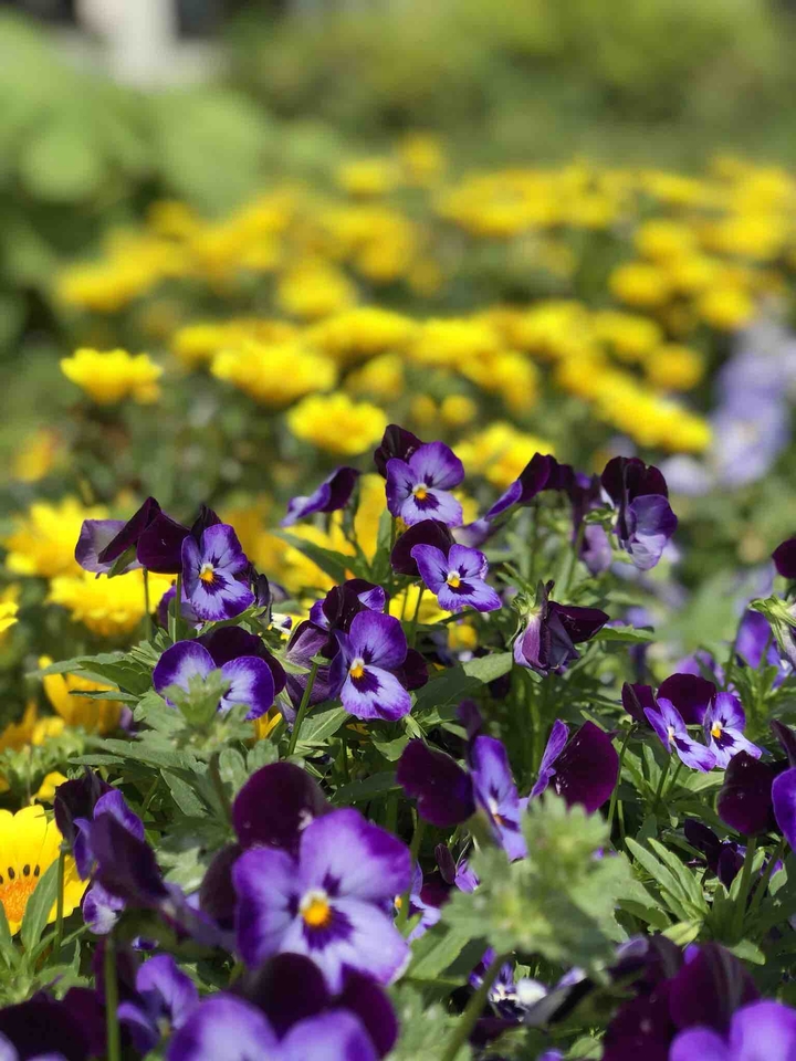 Flower②