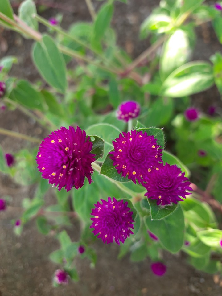 love in the planting