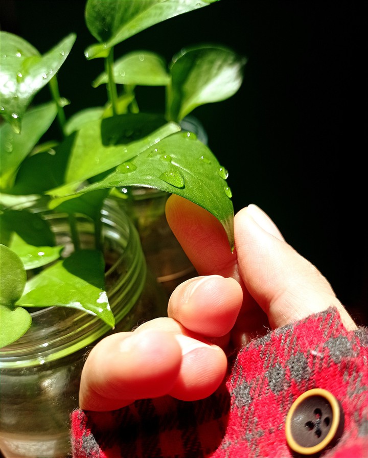 plant
