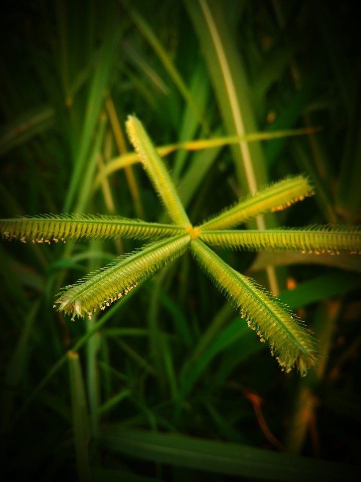 plant