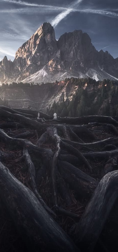 Roots