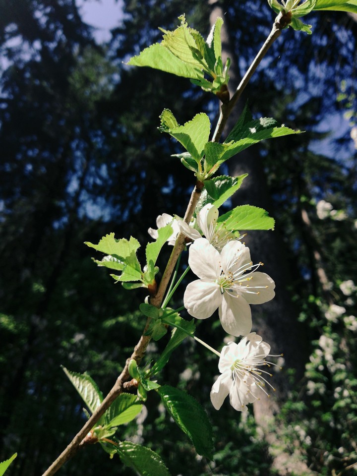 White blossom