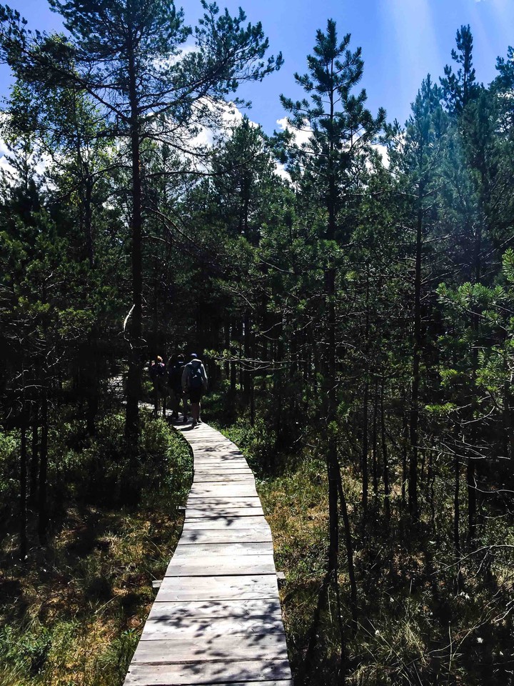 walk in the swamp