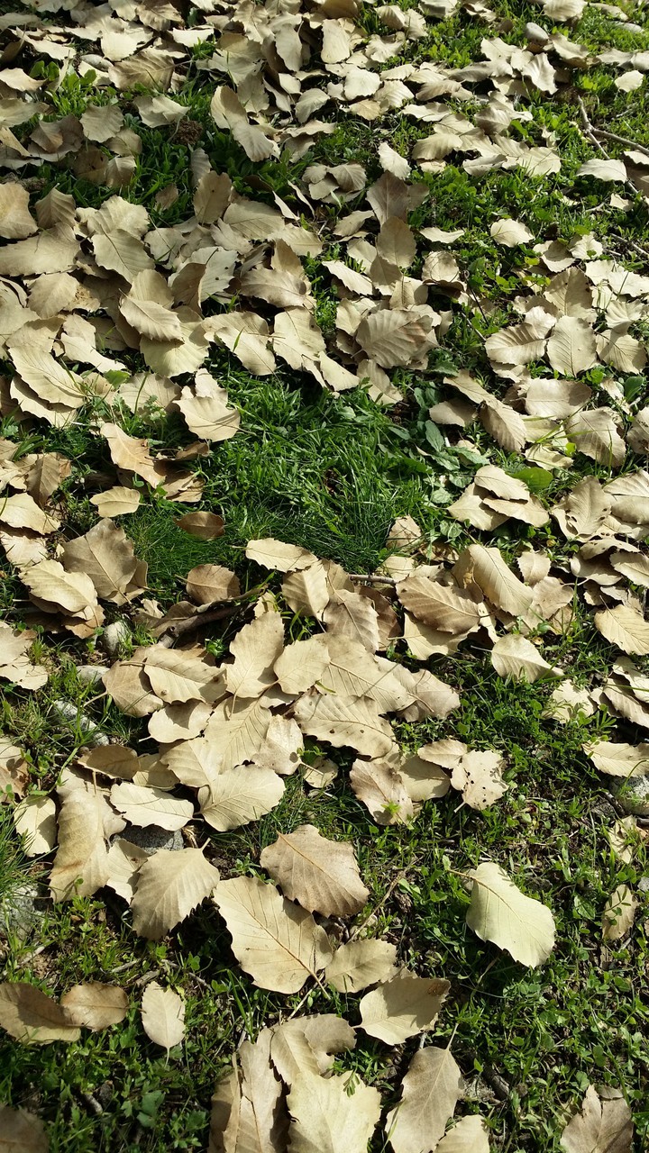 Oak leaves