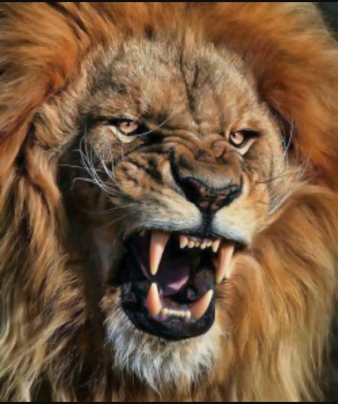 leao