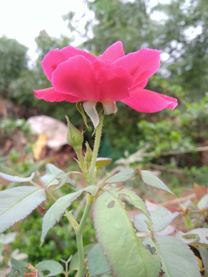 rose