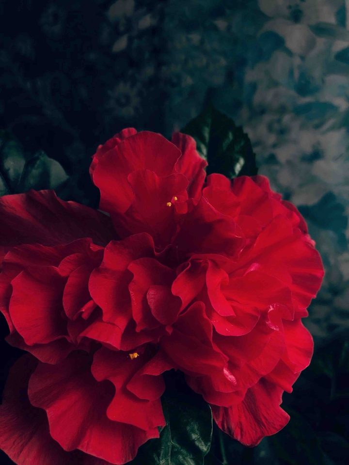 hibiscus