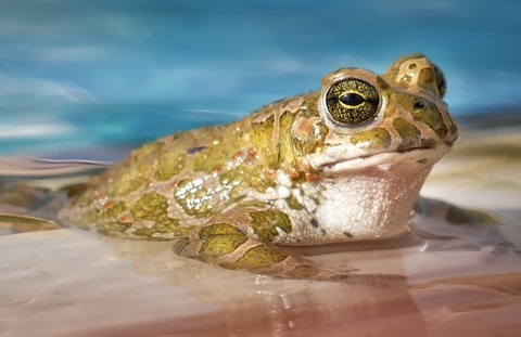 обои amphibians, toad