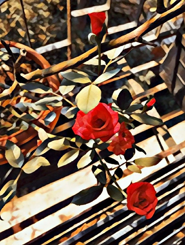 Rose flower