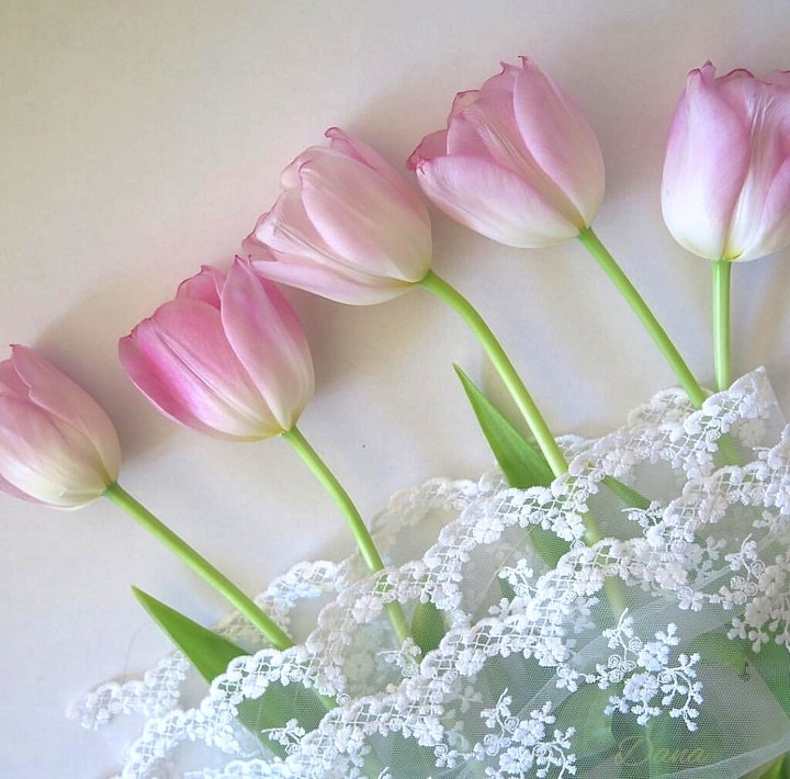 tulip