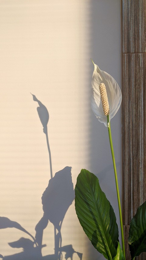 Spring flower