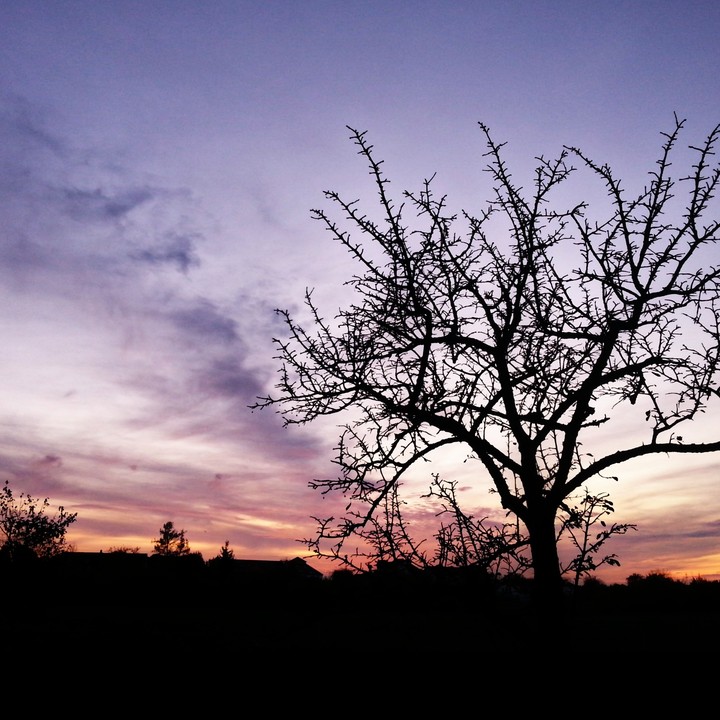 Winter Evening