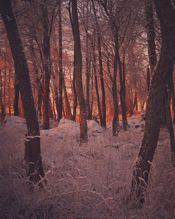 Winter forest