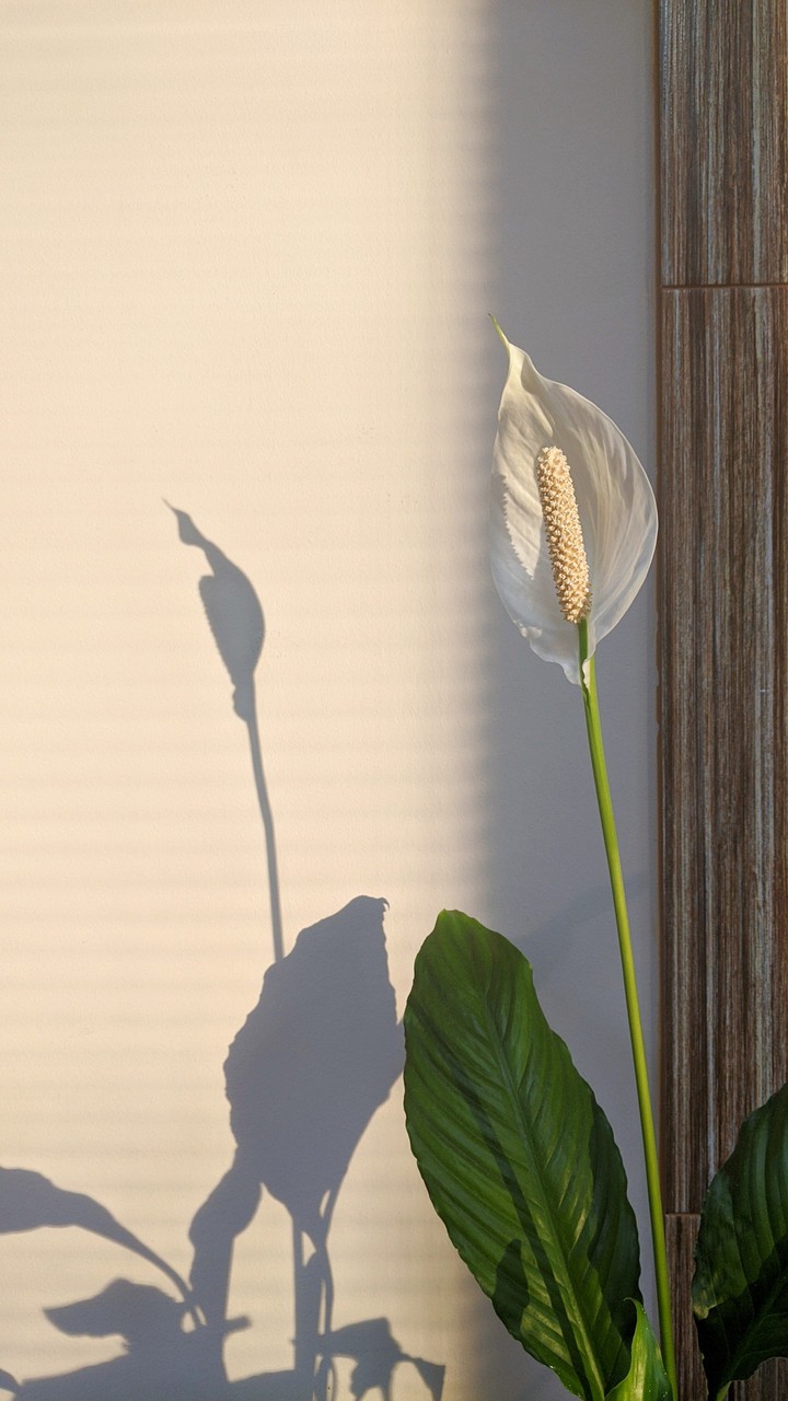 Spring flower