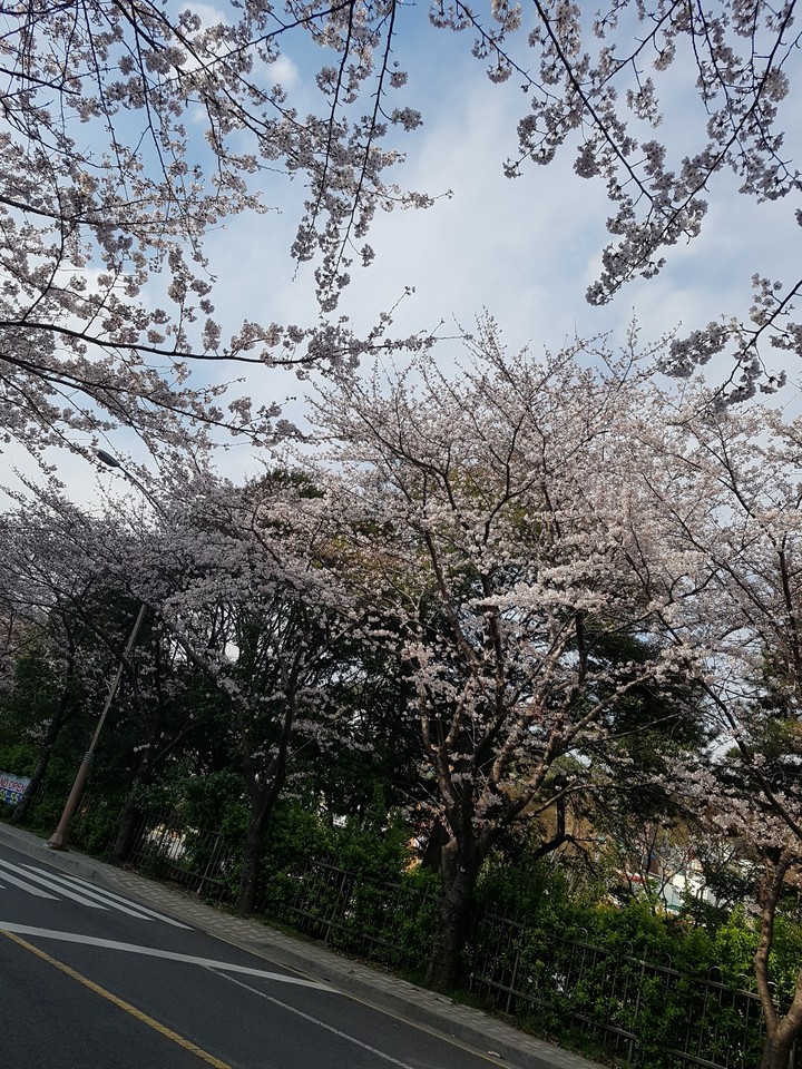 벚꽃