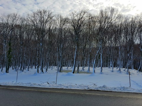karlı orman
