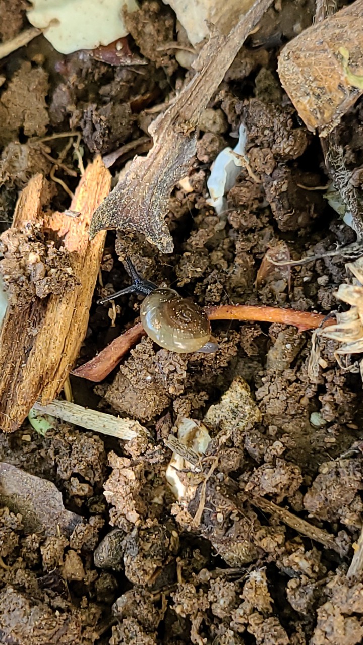 Garden Snail