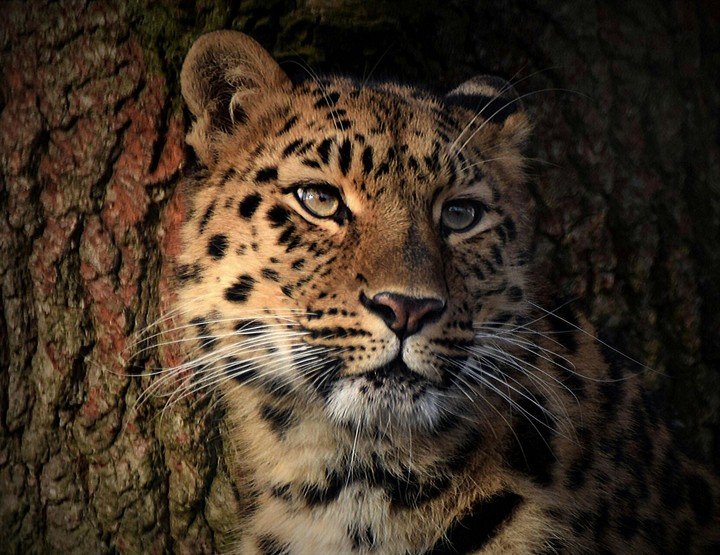 miao miao