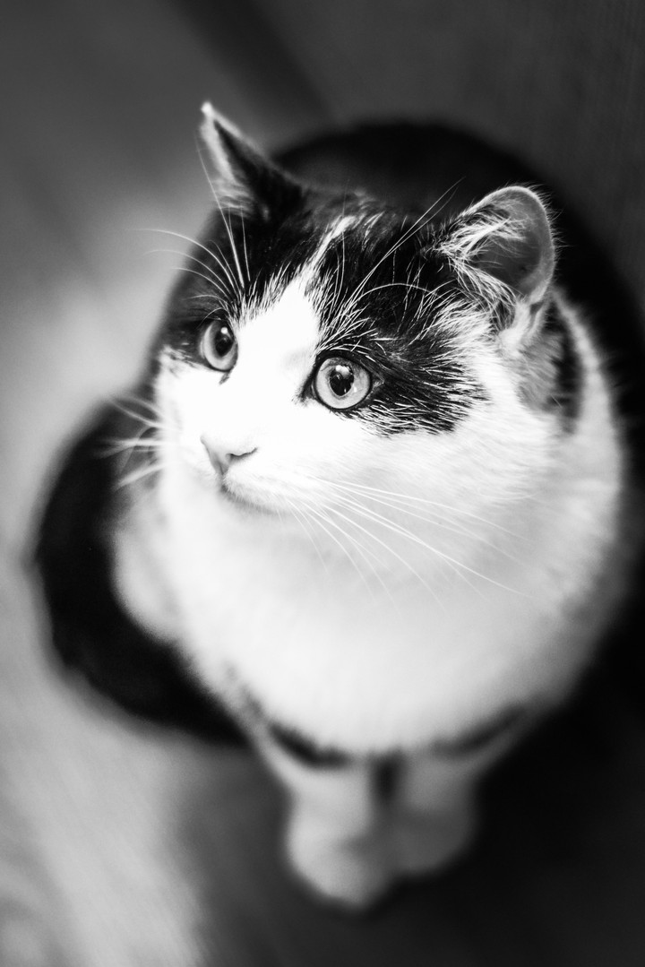 cat b/w