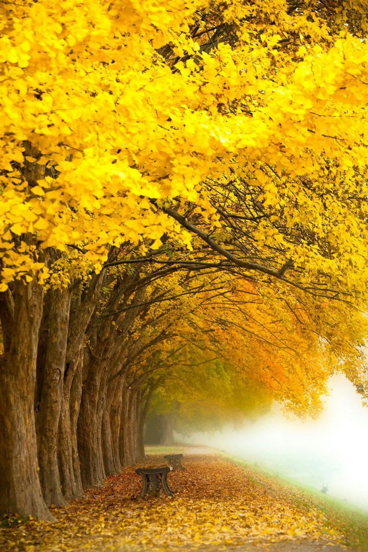 Tree Yallow