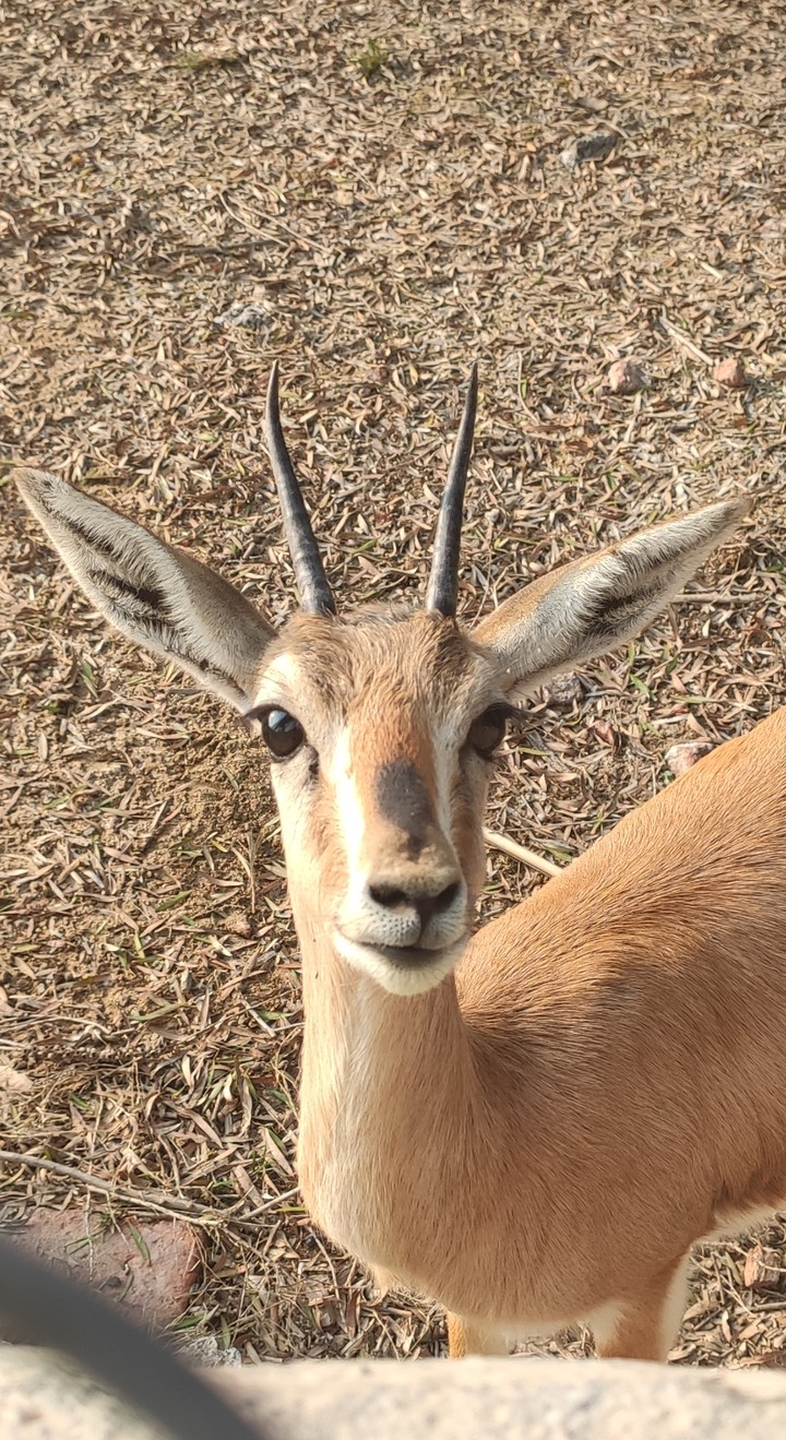 Deer