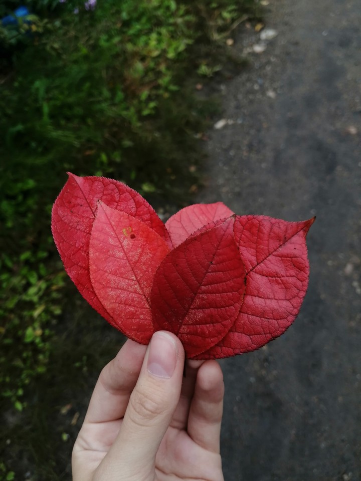 листья