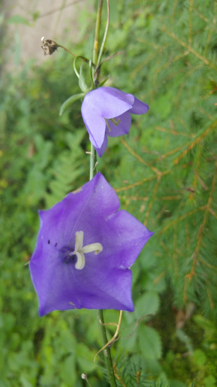 forest flowers 1