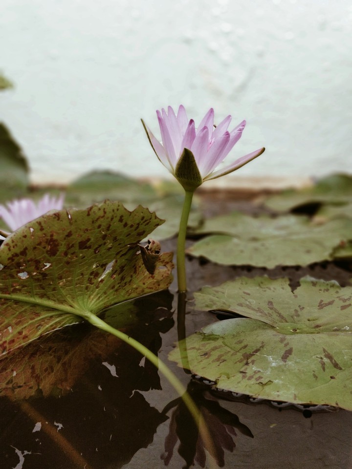 lotus