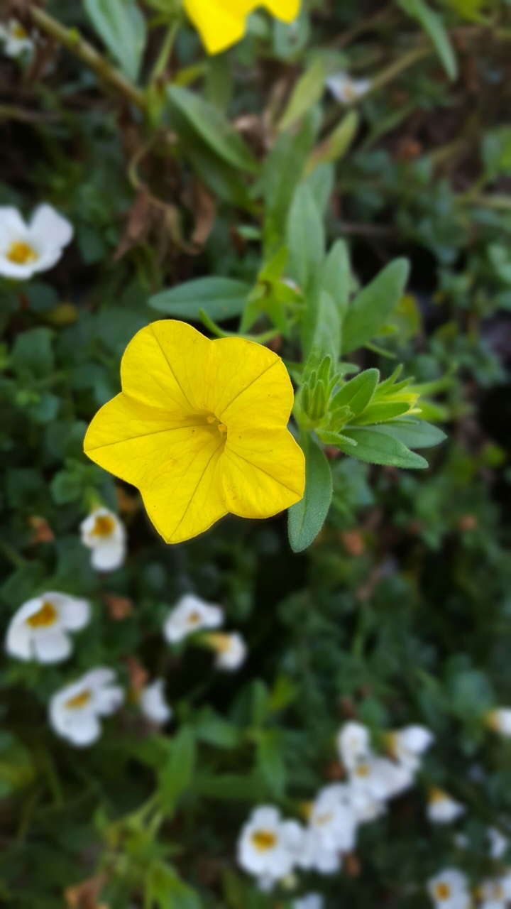 My garden