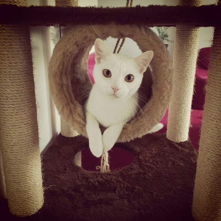 Thor, the cat