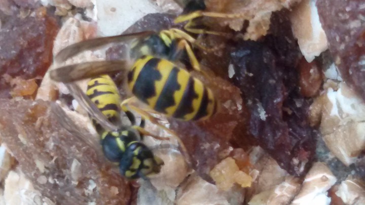 A wasp tasting rosines