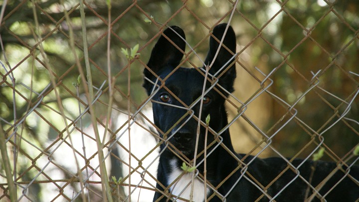 sweet dog