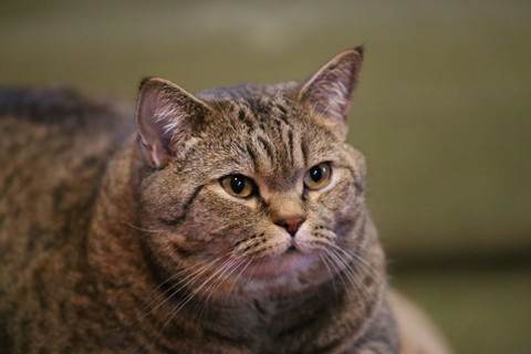 my cat Fomka