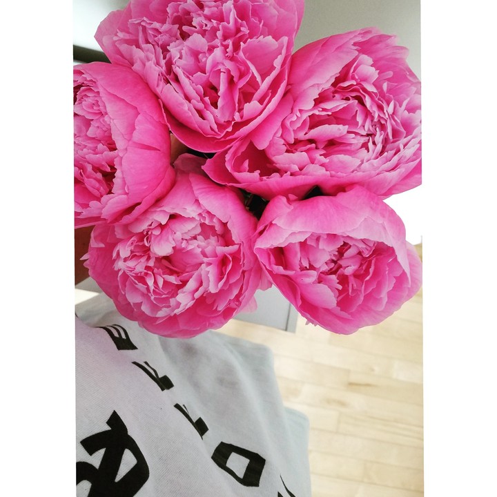 Peonies